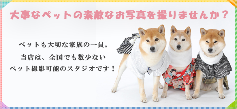 ペット写真撮影